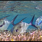 Realfish Indoor/Outdoor Floor Mats - Dogfish Tackle & Marine