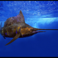 RealFish Gyotaku Floor Mats - Dogfish Tackle & Marine