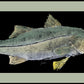 RealFish Gyotaku Floor Mats - Dogfish Tackle & Marine