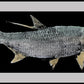 RealFish Gyotaku Floor Mats - Dogfish Tackle & Marine